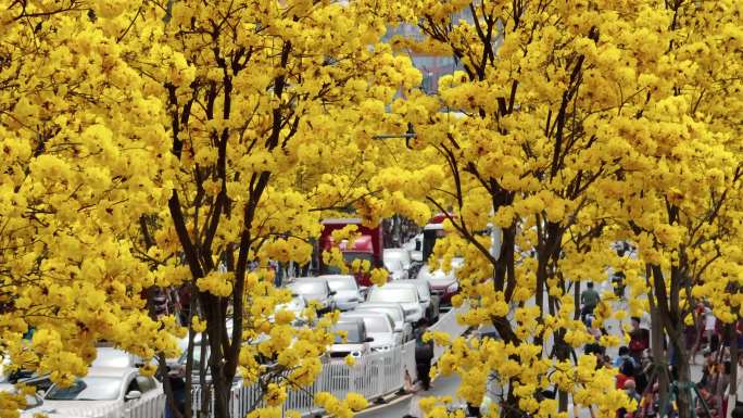 广州三月黄风铃花