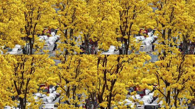 广州三月黄风铃花