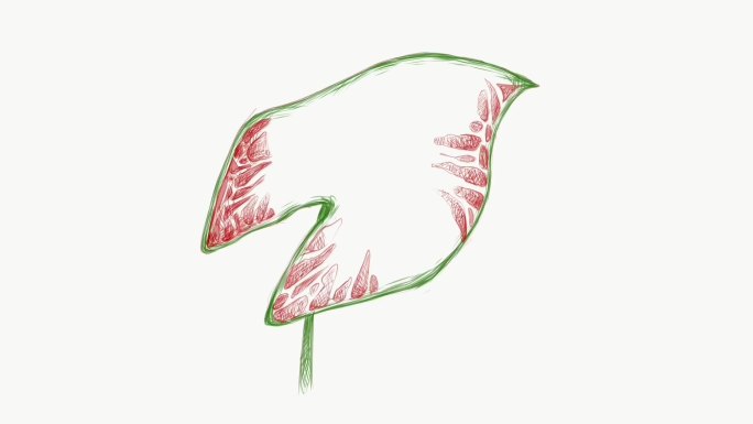 Caladium、象耳或Colocasia植物的插图