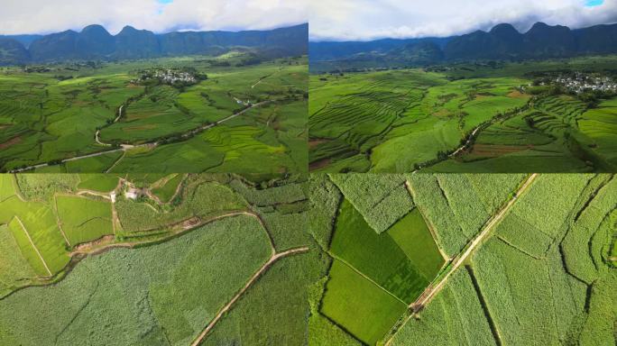 临沧甘蔗种植基地