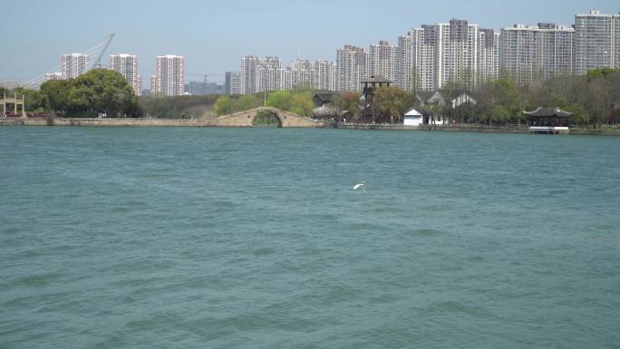 鸟在湖面上飞