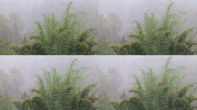 大雨下雨竹林山间迷雾气中国风意境