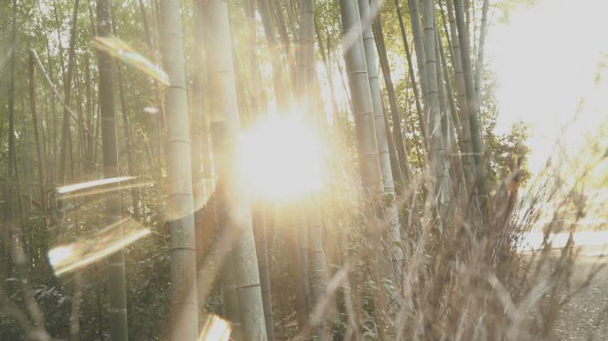 京都竹林阳光穿过竹林下路