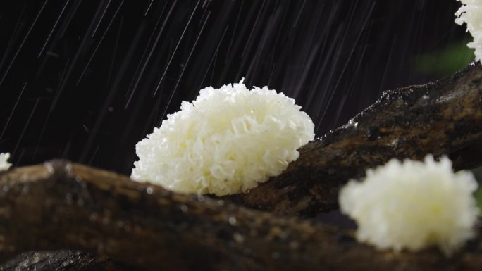 银耳下雨展示推镜头