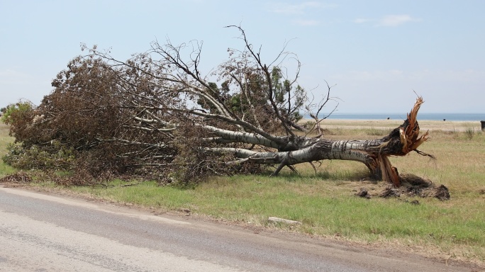 暴风雨后折断的树吹倒的大树