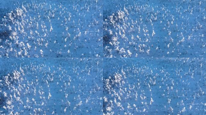 航拍林海雪原银色松林
