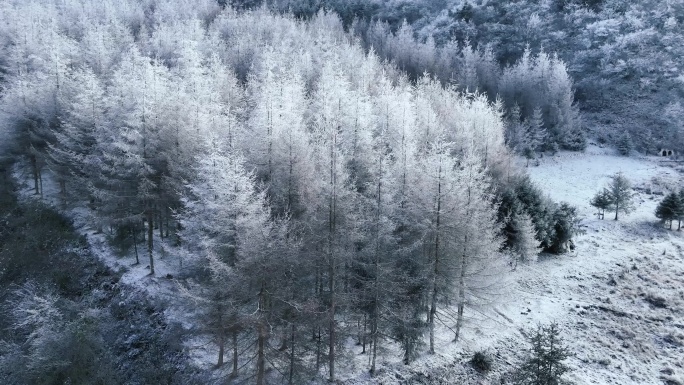 第一场雪银色世界树林雪景