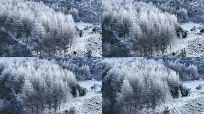 第一场雪银色世界树林雪景