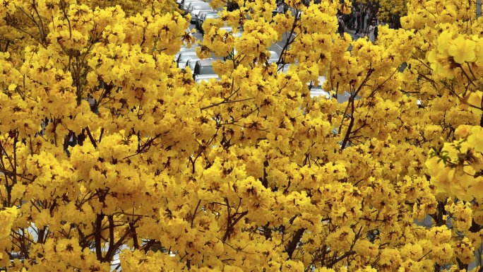 广州三月黄风铃花