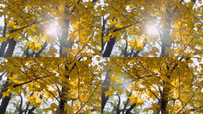 秋日树叶透光