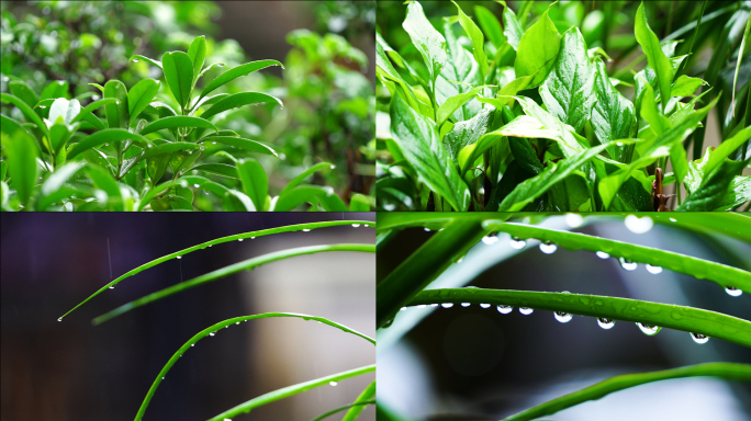 下雨风景 雨天绿植 水滴雨滴特雨森林水滴