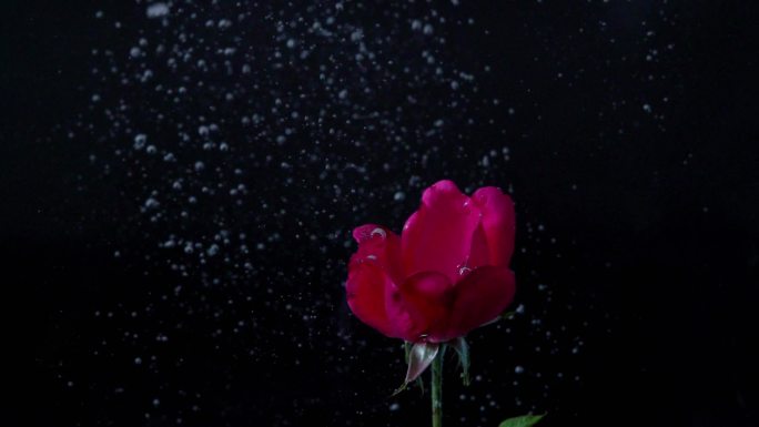 水中玫瑰花小雏菊水泡