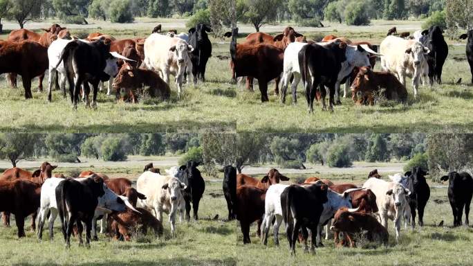 牛生活忙碌发展