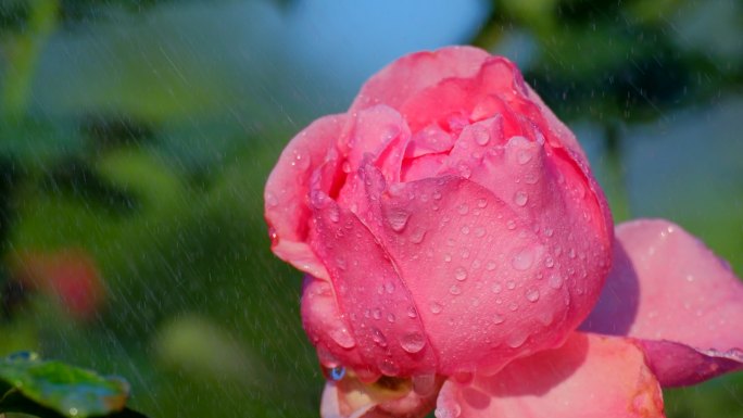 雨中的月季花 玫瑰花 鲜花 花朵