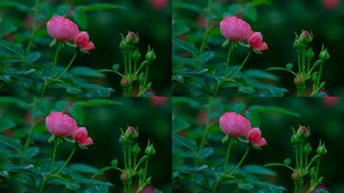 月季花 玫瑰花 鲜花 花朵 花园 露水