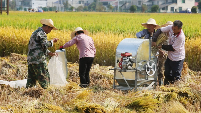 农民打谷机水稻丰收
