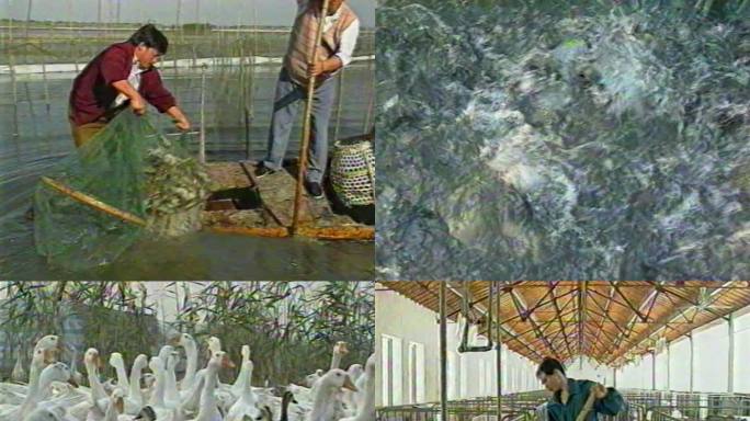 九十年代水产养殖家禽畜牧业改革开放经济