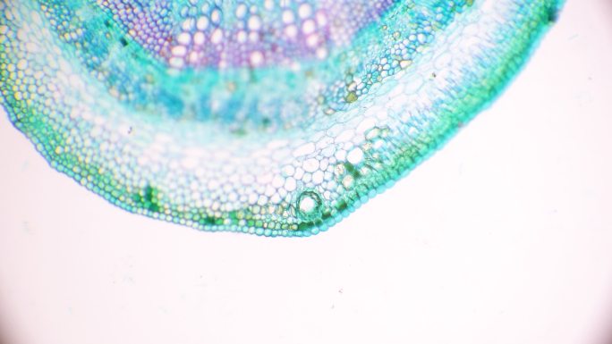 棉花茎横截面的显微视图