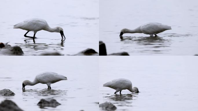 深圳湾觅食的黑脸琵鹭(八）