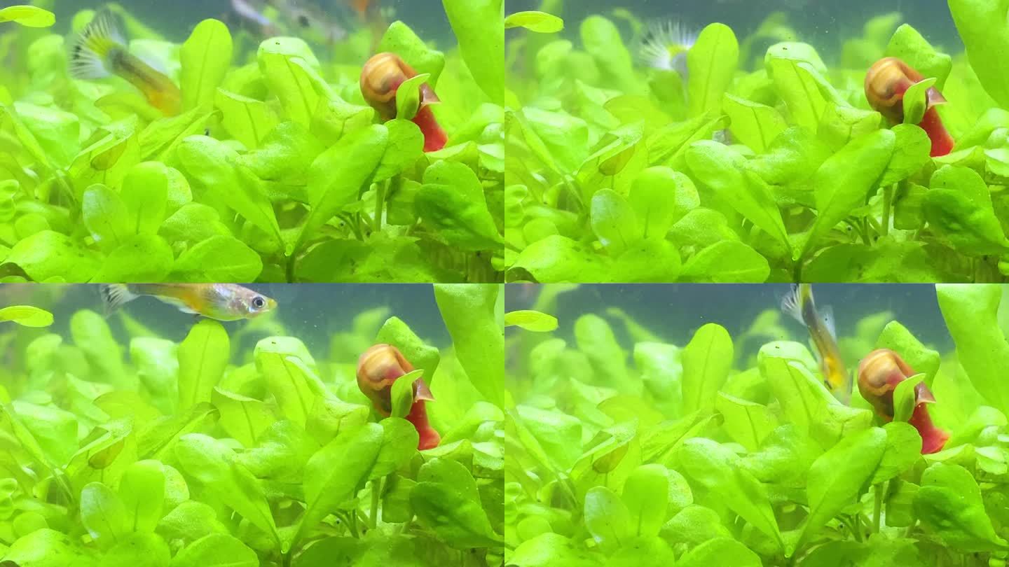 一只红蜗牛在长满水草的鱼缸里