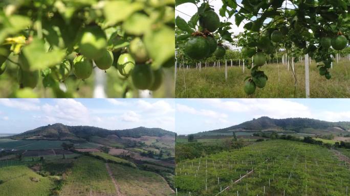 百香果基地种植采摘