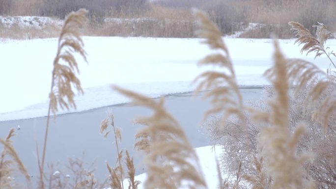 冰雪覆盖 湖面水流 芦苇 雪景