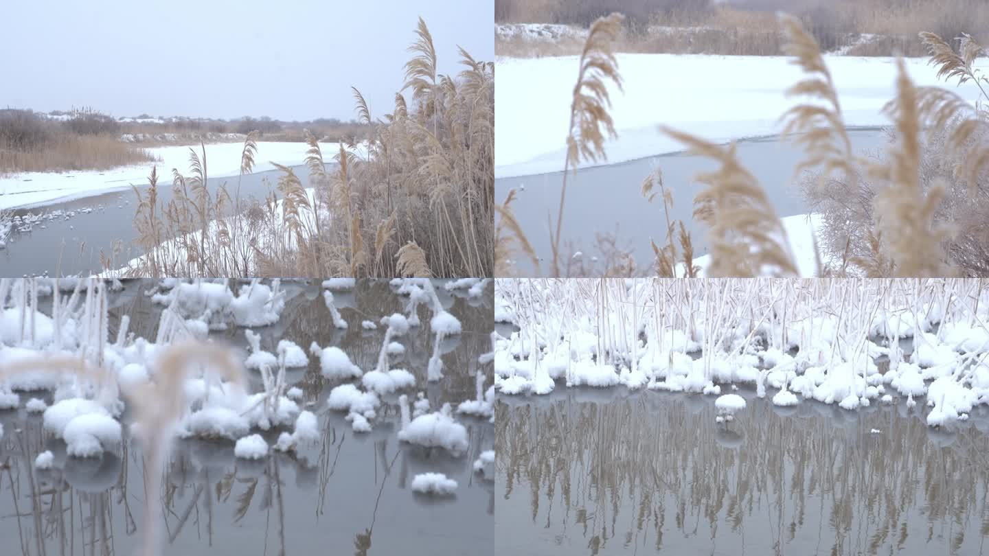 冰雪覆盖 湖面水流 芦苇 雪景