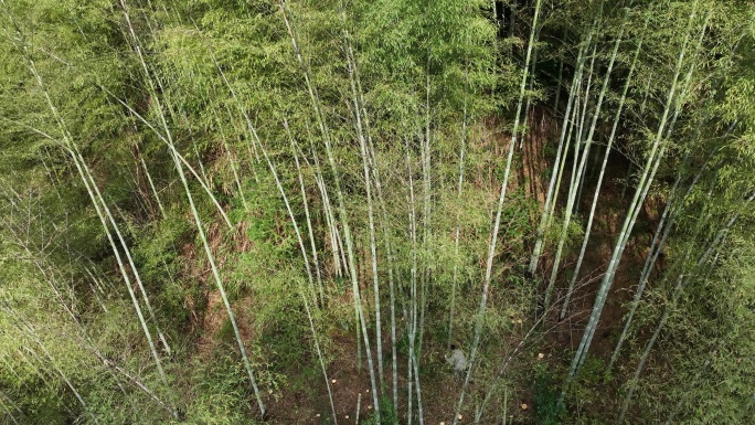 航拍竹山竹海竹林竹农砍竹子实拍原素材