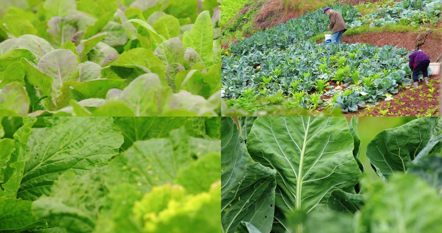 绿色无公害蔬菜菜地菜农施有机肥绿油油菜叶