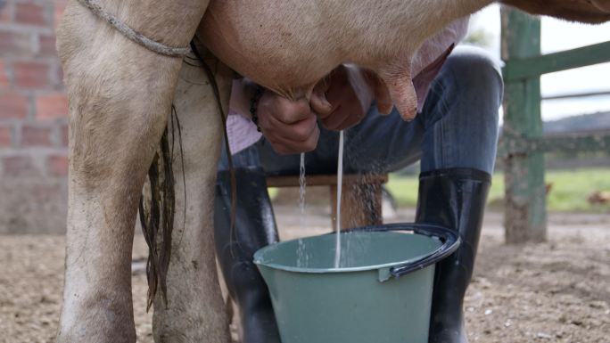 拉丁美洲农场主在奶牛场为奶牛挤奶