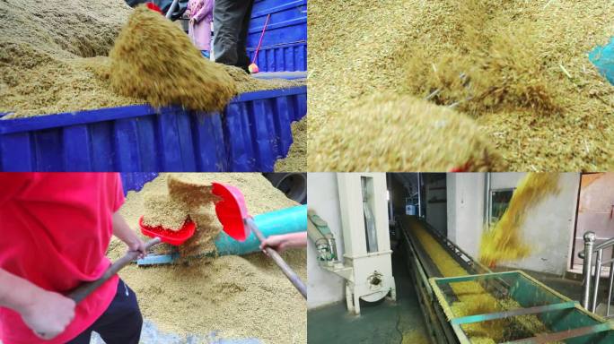 农民水稻丰收 稻谷卸车进入大米加工厂