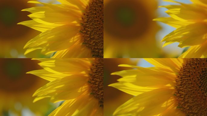 在耕地中种植成熟的向日葵，特写镜头。农业丰收季节。
