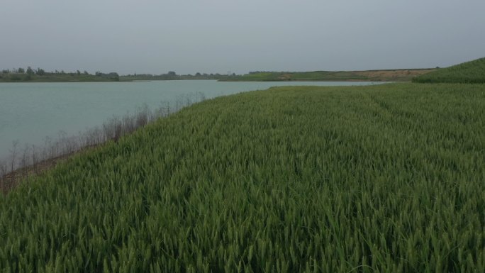 航拍永城 沱 浍河并行谷地 小麦旁边河流
