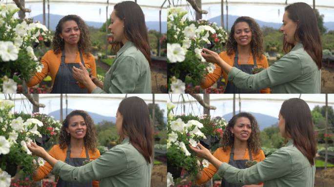 在花园中心工作的快乐的拉丁美洲女小贩向顾客展示美丽的花卉
