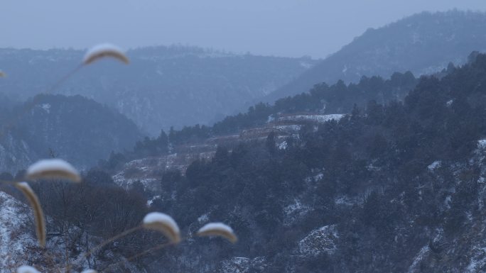 陕北冬天雪天狗尾巴草卢苇草