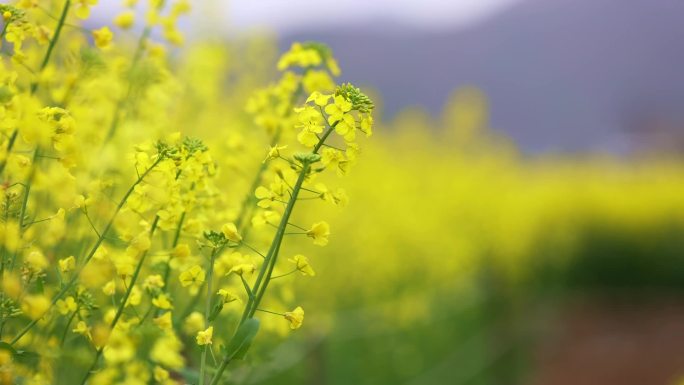 油菜花