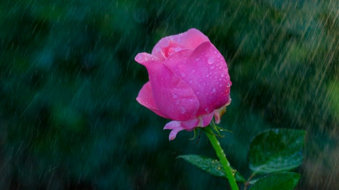 雨中的月季花 玫瑰花 鲜花 花朵