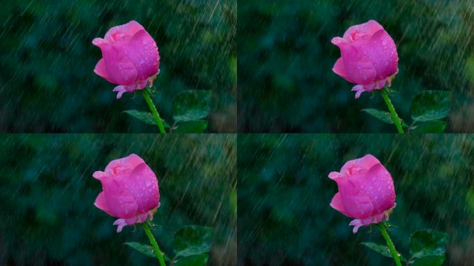 雨中的月季花 玫瑰花 鲜花 花朵