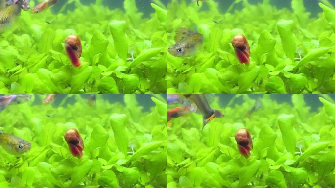 一只红蜗牛在鱼缸的水草中爬行