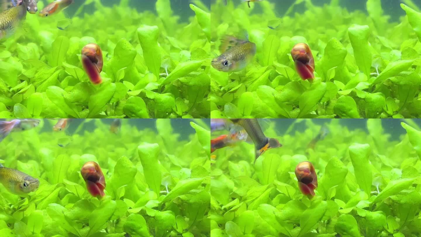 一只红蜗牛在鱼缸的水草中爬行