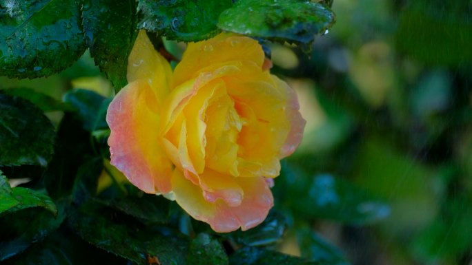 雨中月季花 玫瑰花 鲜花 露水 春暖花开