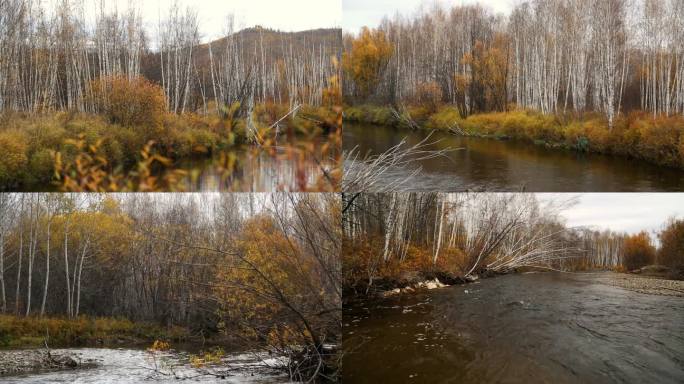 白桦小溪 水边的树 秋季美景