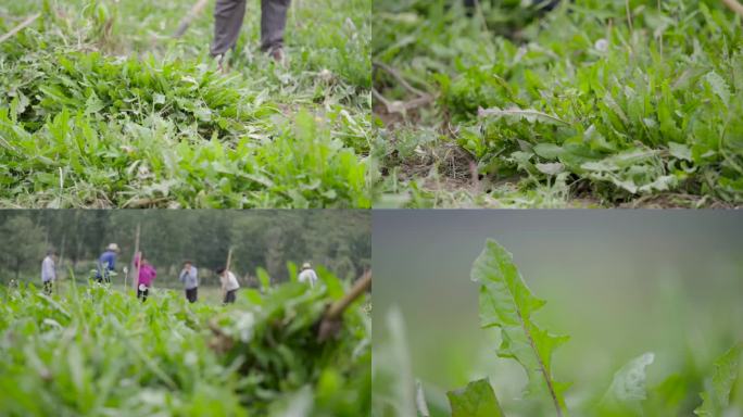 4K实拍蒲古英中药采药农名劳作清热去火