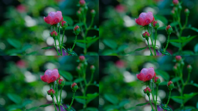 月季花 玫瑰花 鲜花 花朵 花园 露水