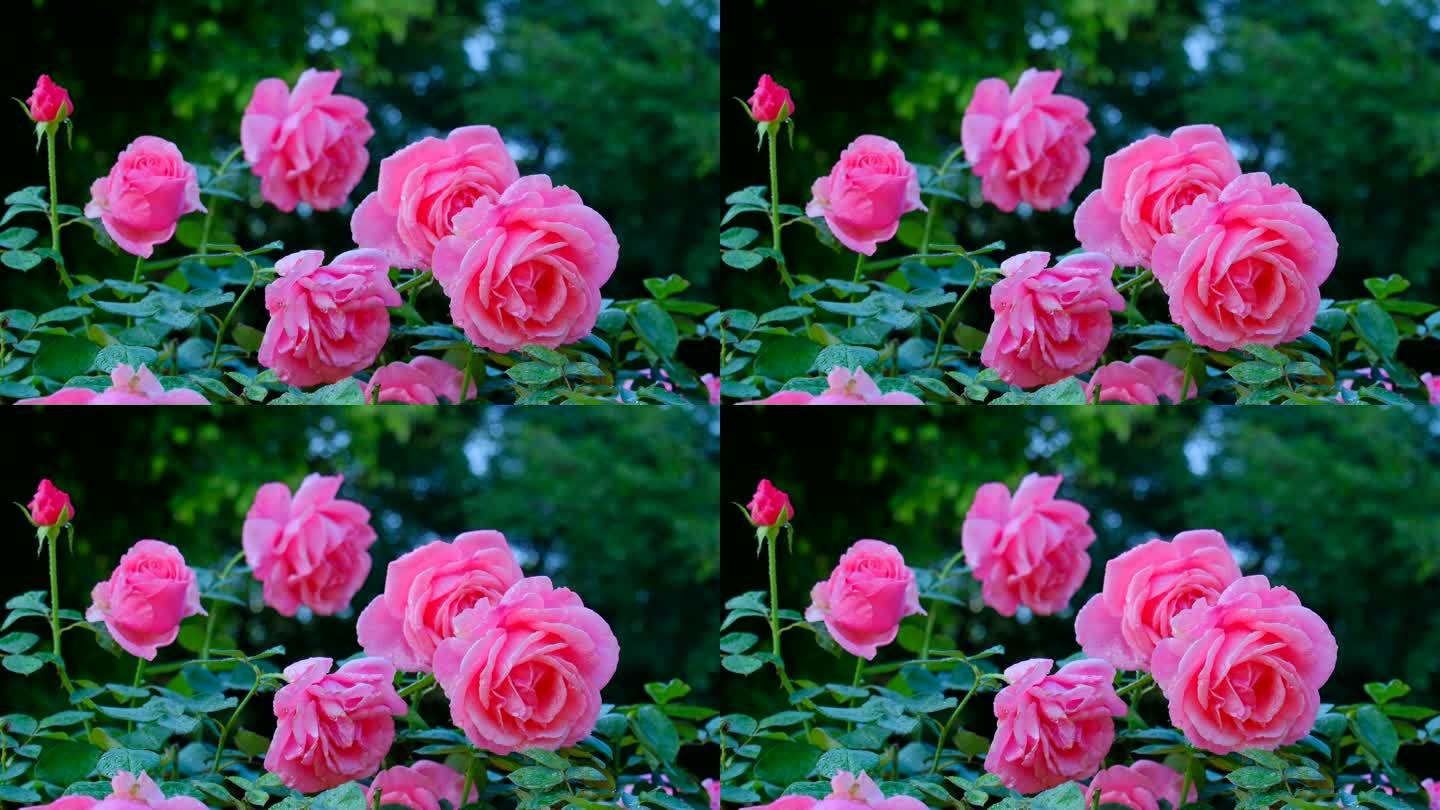 月季花 玫瑰花 鲜花 花朵 露水