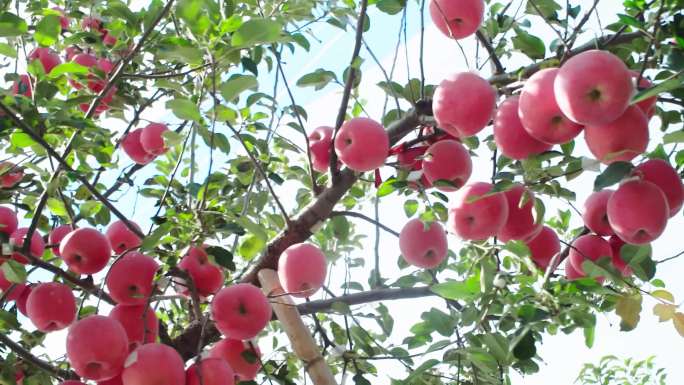 苹果 红富士 果园