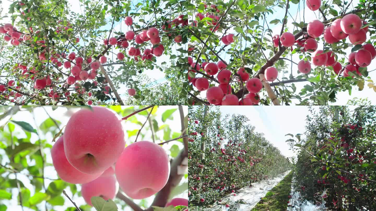苹果 红富士 果园