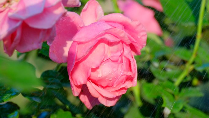 雨中的月季花 玫瑰花 鲜花 花朵