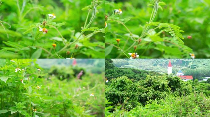 蜜蜂采蜜空镜 蜜蜂采花 野菊花