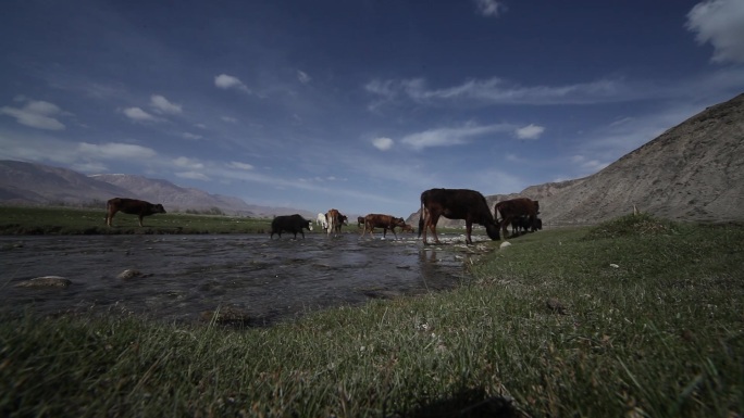 牛吃草 在草原上河边
